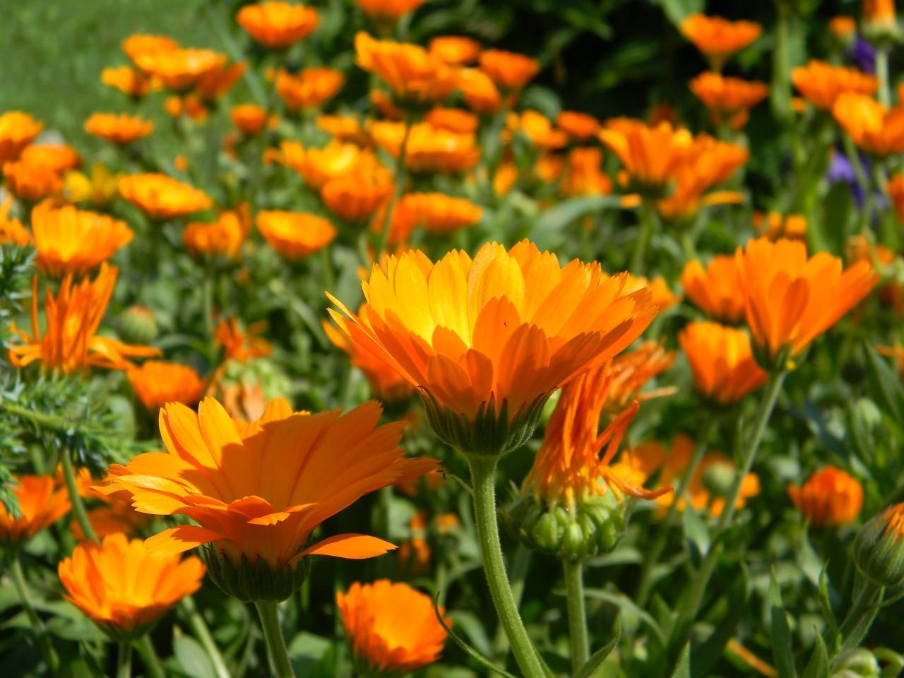 Цветы календула: фото и видео, как вырастить, посадка и уход в открытом грунте, сорта