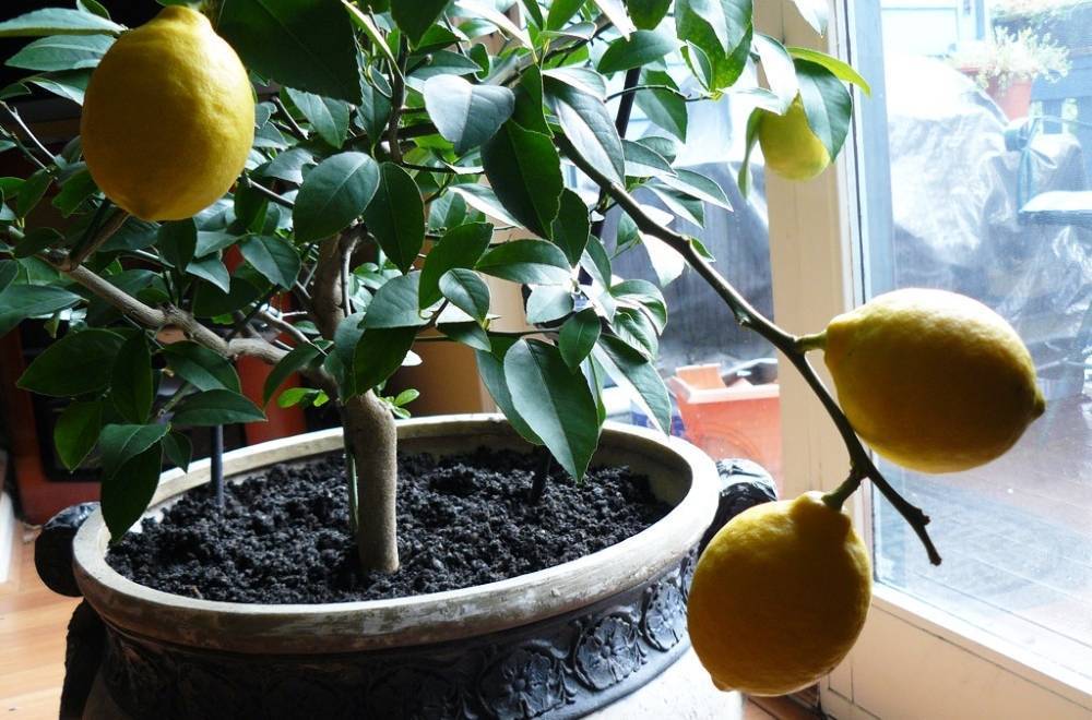 Как прививать лимон в домашних условиях, чтобы он плодоносил