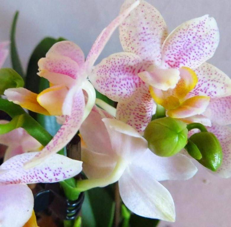 Сорта фаленопсисов: джевел, замбия, интрига, hawaii или жемчужина императора, императрица орхидея - описание с фото