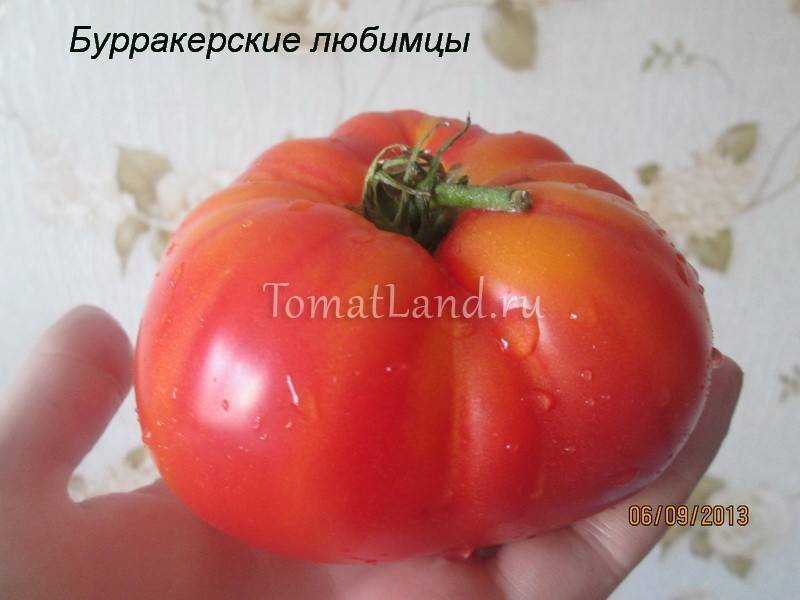 Характеристика сорта томатов Бурракерские любимцы