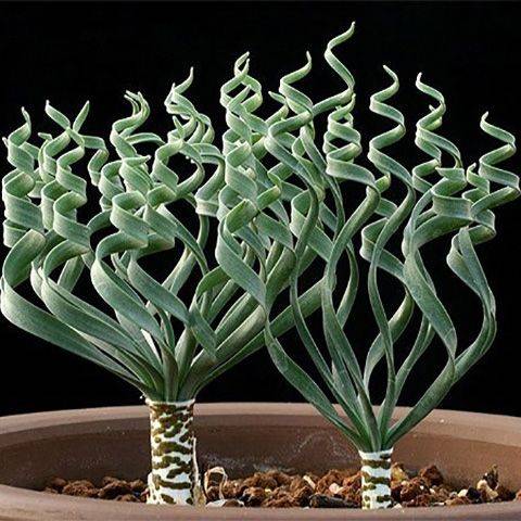 Альбука спиральная  - растение с «завивкой» - как ухаживать размножить в домашних условиях