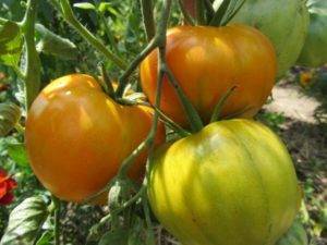 Томат «оранжевое чудо» описание и характеристики сорта больших рыжих помидоров