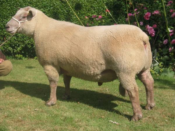 Описание овец породы суффольк