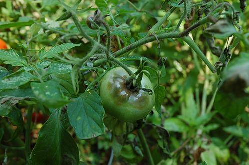 Фитофтора: борьба и обработка помидоров, картофеля, препараты и средства