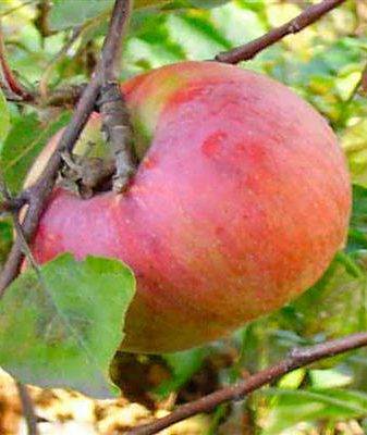 Сортовая характеристика яблони Скала