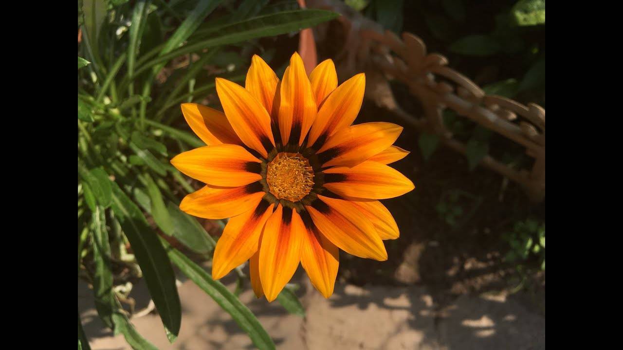 Гацания — фото цветка, выращивание, посадка и уход в открытом грунте