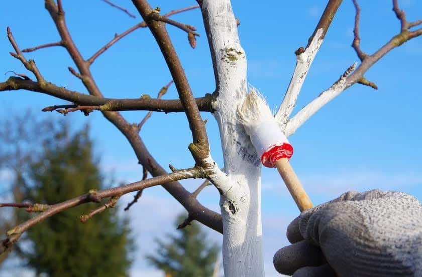 Побелка деревьев весной — обработка плодовых деревьев от вредителей - pocvetam.ru