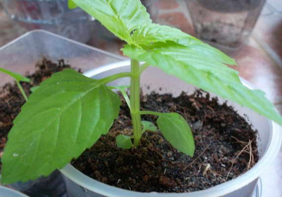 Торения — выращивание из семян и уход в домашних условиях
