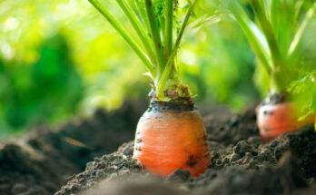 Метка: как посеять морковь в ячейки из-под яиц