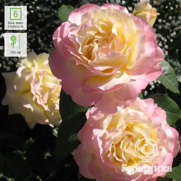 Роза глория дей - цветок, символизирующий мир