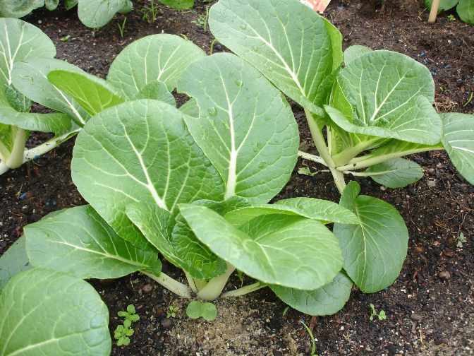Правила выращивания капусты сорта пак-чой