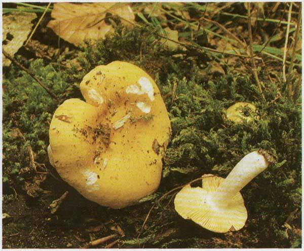 Сыроежка - съедобные грибы | описание, фото и видео