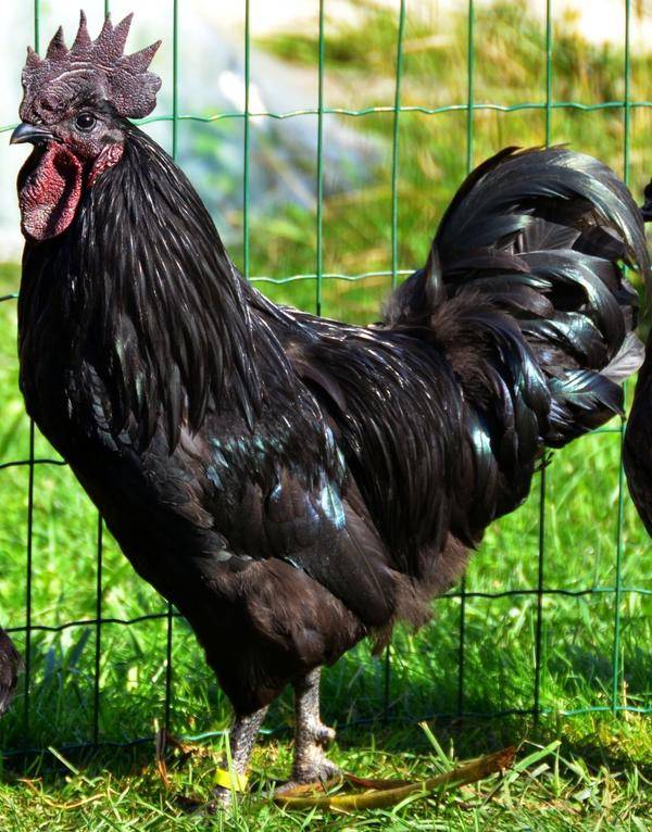 Порода кур ухейилюй (21 фото): описание породы, особенности содержания и ухода за цыплятами, отзывы владельцев