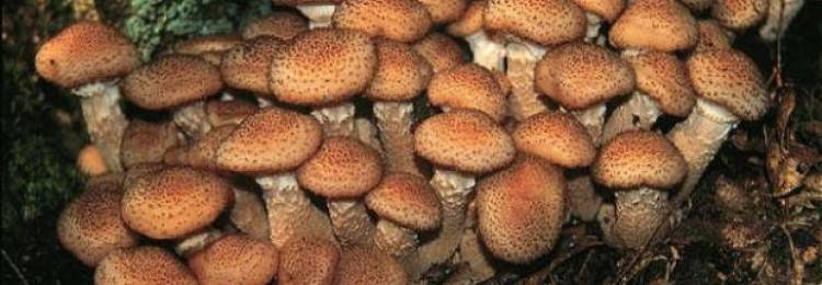 Сморчки: польза и лечебные свойства грибов | food and health
