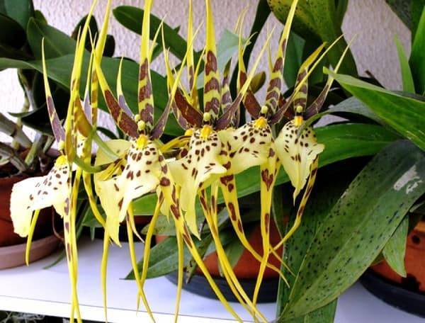 Как ухаживать за орхидеей в домашних условиях: инструкция для начинающих - sadovnikam.ru