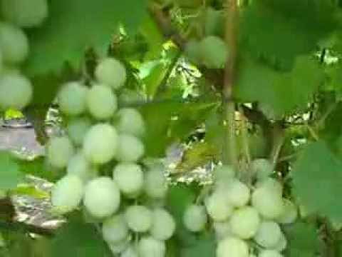Виноград «тимур»: описание сорта, фото и отзывы