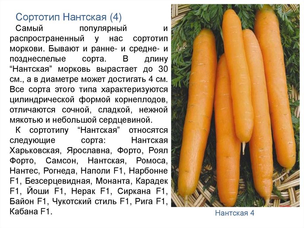 Как быстро почистить мелкую морковь: советы для ленивых