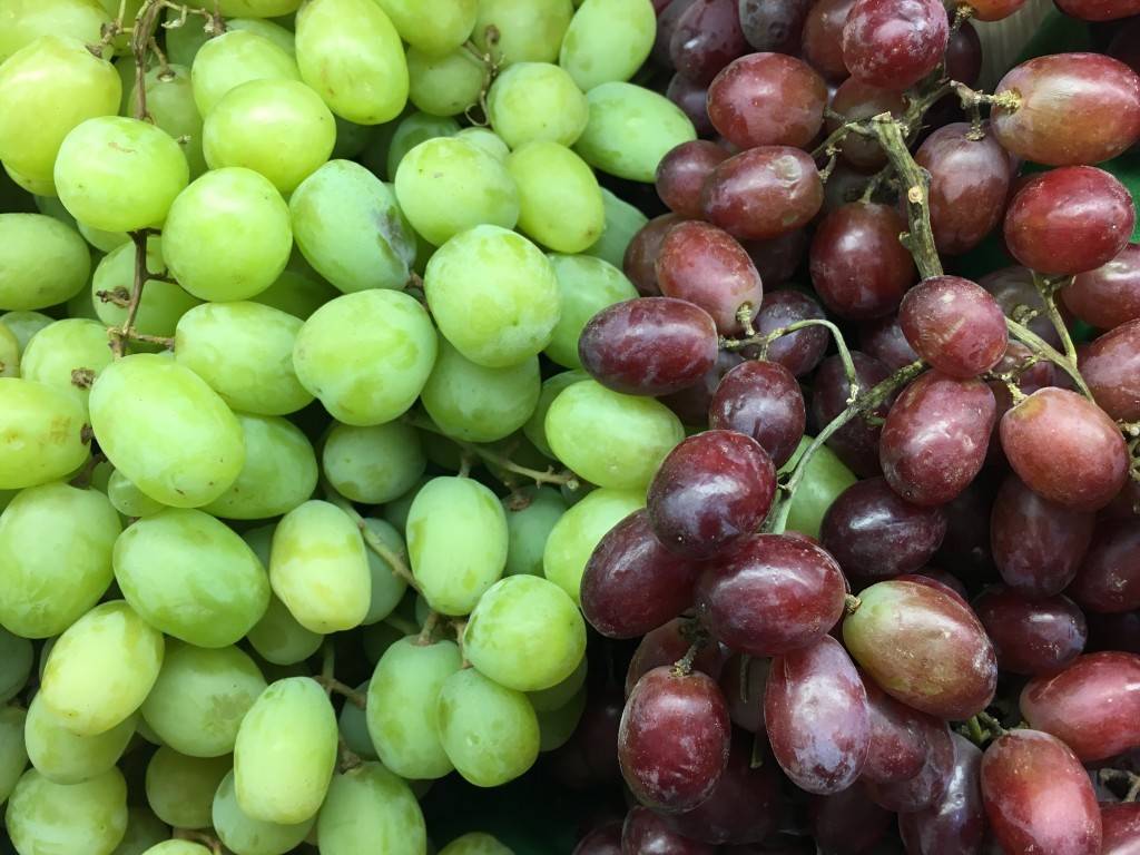 Выращивание винограда в подмосковье, особенности посадки и ухода для данного региона