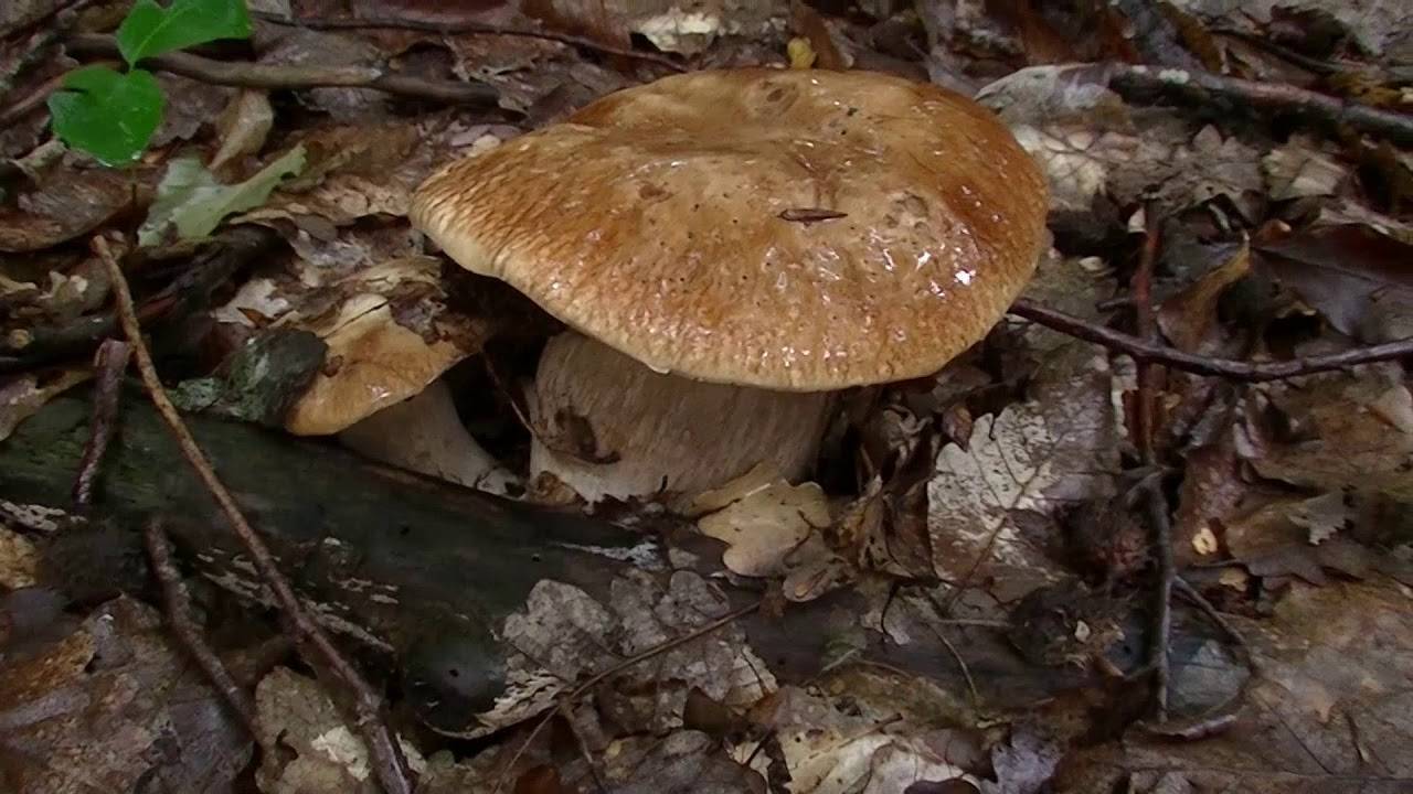 Сбор грибов в крыму