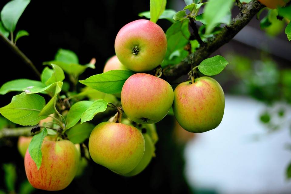 Как посадить яблоню осенью? пошаговое руководство, время и правила посадки саженца молодой яблони