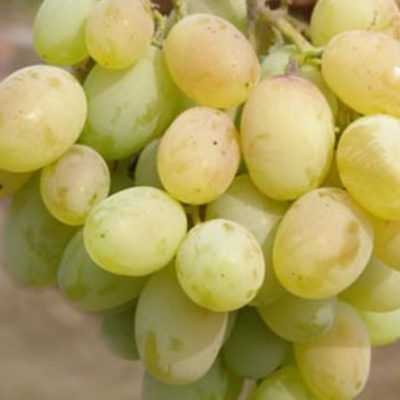 Виноград Ливия: описание сорта с характеристиками и отзывами, особенности посадки и выращивания, фото