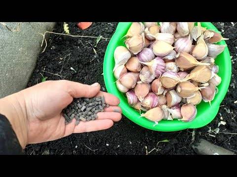 Посадка чеснока весной в открытый грунт