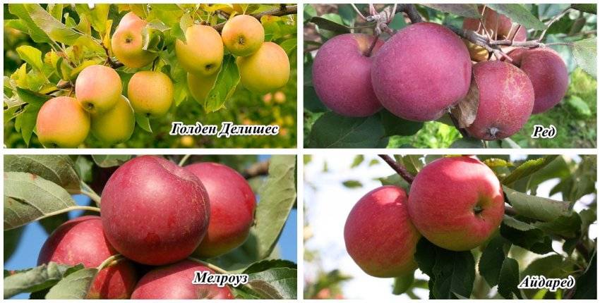 Яблоня флорина — сортовые характеристики
