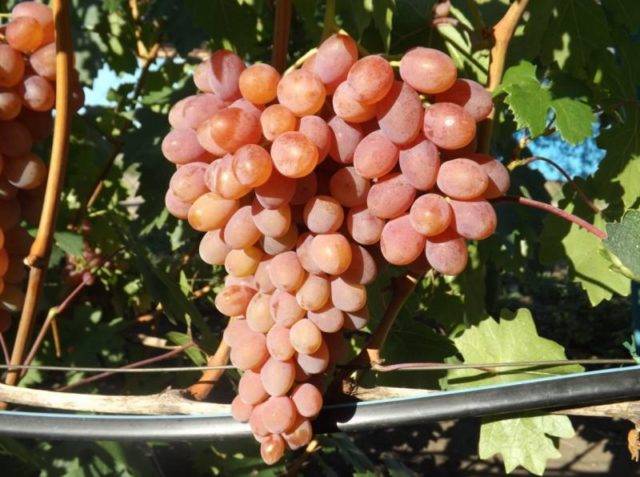 Виноград румба: описание сорта с характеристикой и отзывами, особенности посадки и выращивания, фото