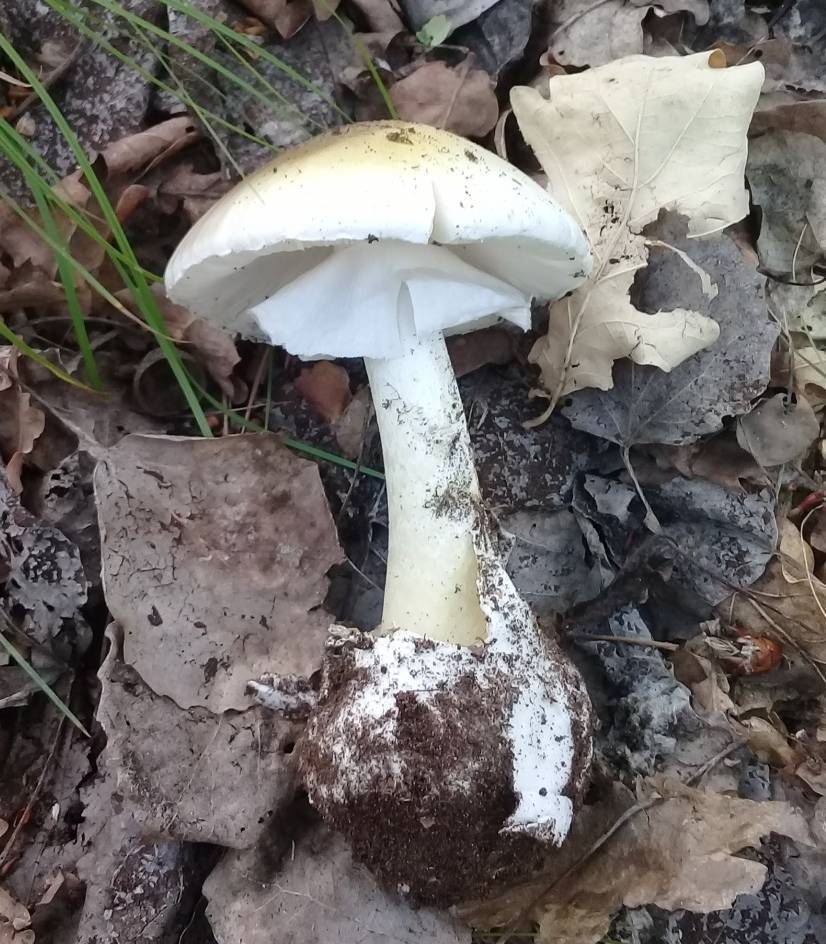 Бледная поганка, как выглядит ядовитый гриб, фото и описание, вред и польза