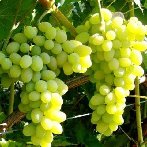 Виноград "лора": описание сорта, фото, отзывы