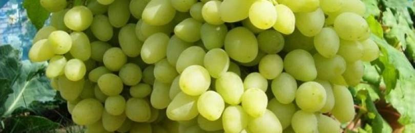 Виноград кишмиш: морозоустойчивые сорта, свойства, правила посадки и ухода