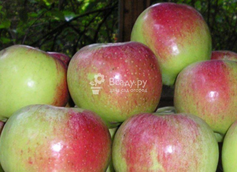 Характеристики сортов яблок с названиями и фото