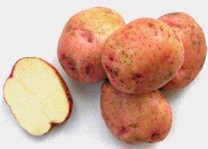 Сорта картофеля для сибири