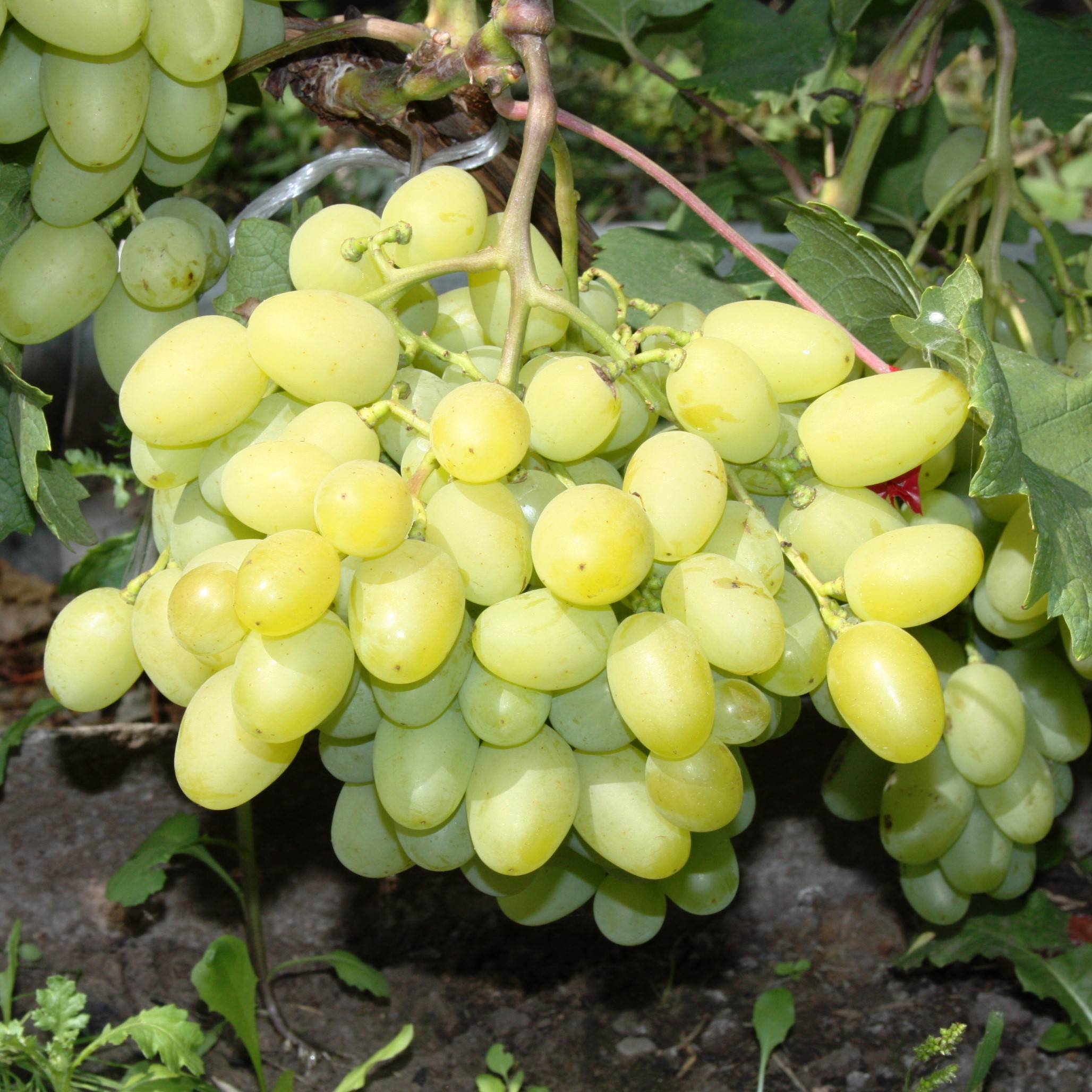 Выращивание винограда в сибири: посадка и уход, советы для начинающих