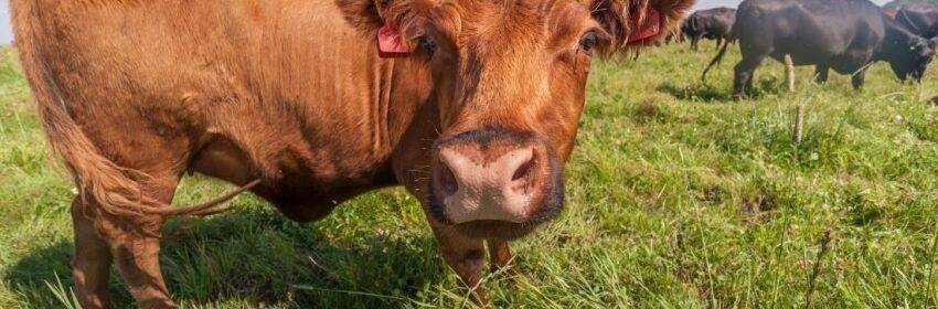 Голландская корова (20 фото): характеристики породы, преимущества и недостатки. сколько молока дает голубая голландская корова?