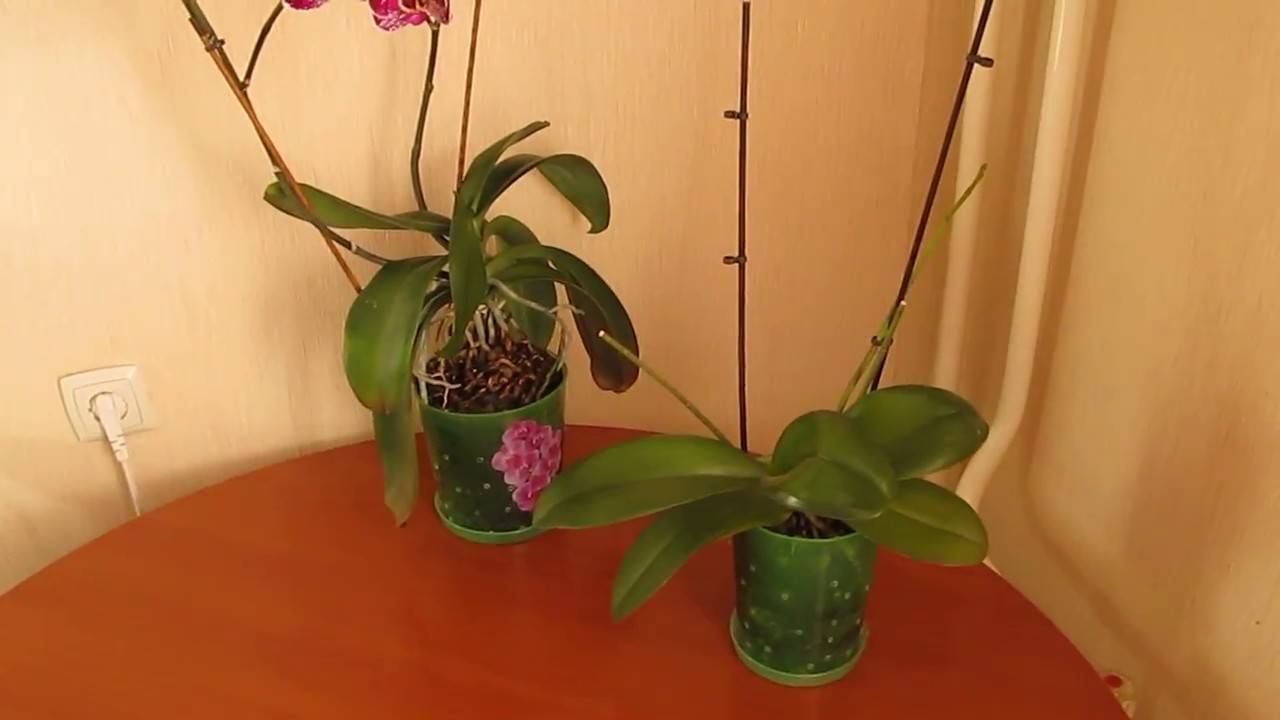 Как избавиться от мучнистого червеца на орхидее: меры борьбы, лечение болезни народными средствами, как удалять вредителей с бутонов, фото и видео от цветоводов