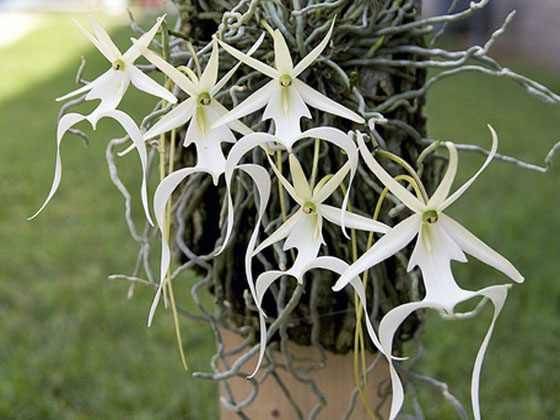 Как вырастить в домашних условиях орхидею: виды размножения, условия выращивания и особенности ухода - sadovnikam.ru
