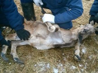 Обрезка (стрижка) копыт у коз: как правильно, возможные болезни