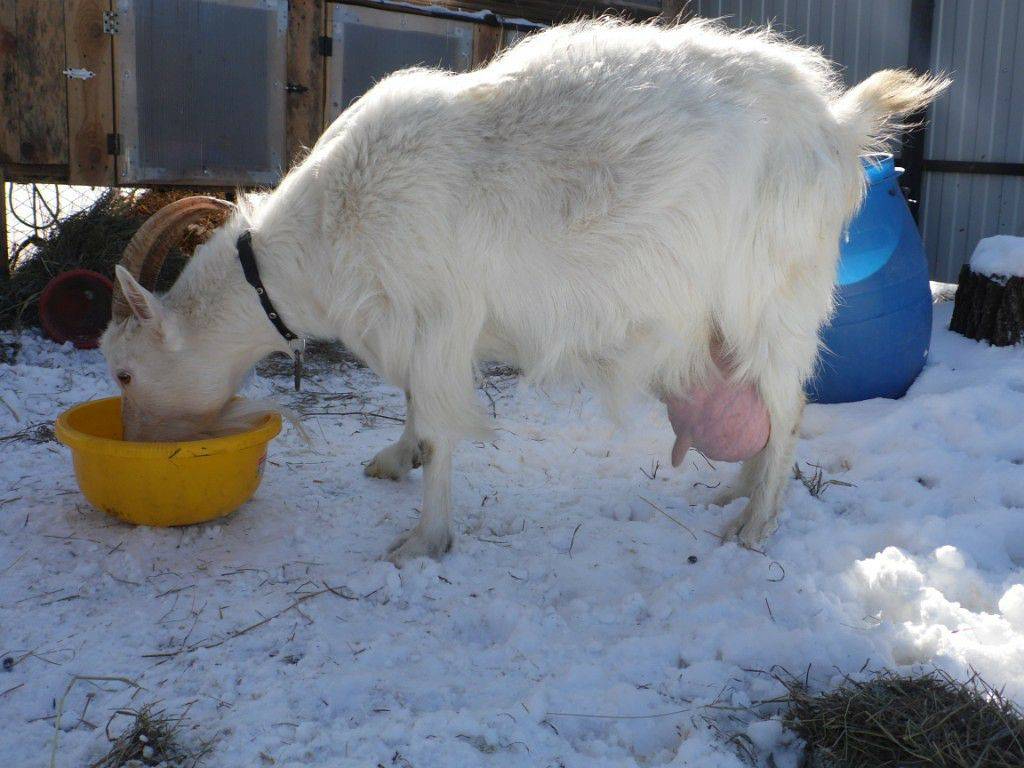 Как доить козу перед окотом и после него