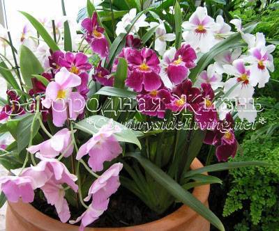 Полноценные посадка и уход за орхидеей в домашних условиях