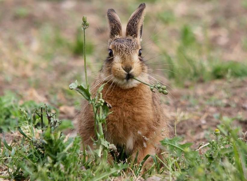 Какую кору едят зайцы зимой. чем питается заяц в лесу? чем питаются зайцы зимой