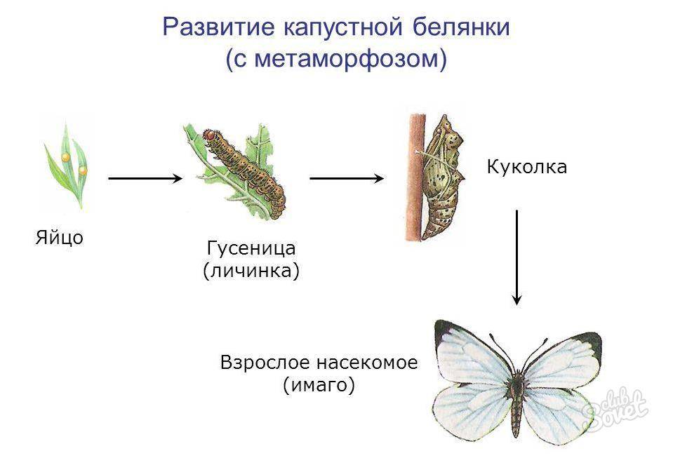 Бабочка-капустница – опасный вредитель огорода