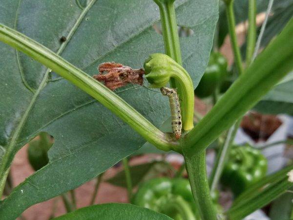 Чем обработать листья перца в дырочках: спасаем грядку от гусениц и других вредителей