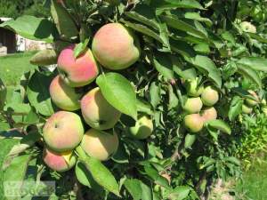 Яблоня колоновидная васюган: особенности посадки и ухода