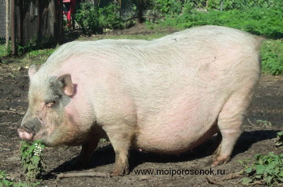 Супоросность свиньи: фото, видео, методы определения супоросности свиньи