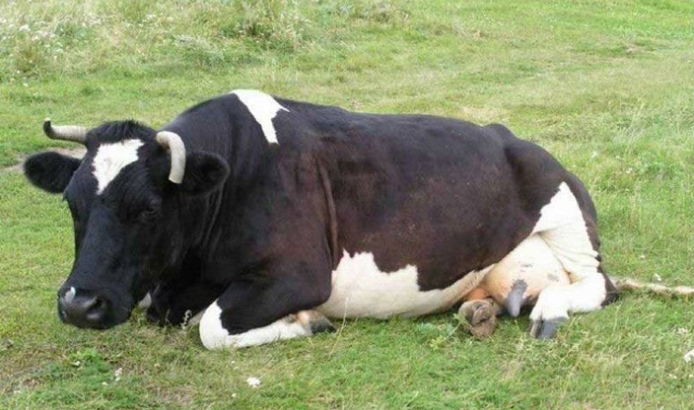 Последствия послеродового пареза у коров