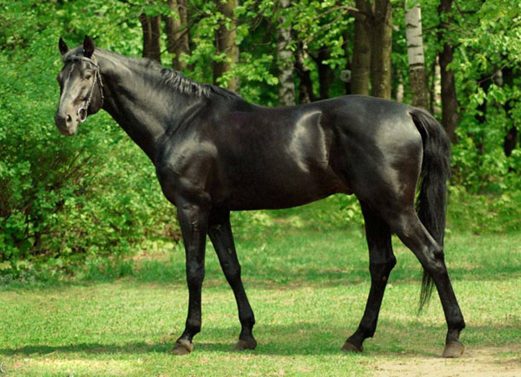 Лошадь английской чистокровной породы: чистокровная верховая лошадь выведена в англии