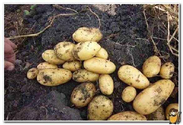 Картофель королева анна: описание сорта, фото, отзывы, вкусовые качества, выращивание