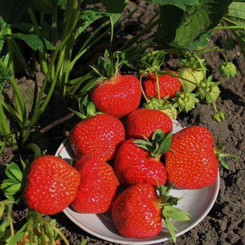 Клубника “кимберли” – как вырастить в саду сладкую ягоду?