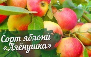 Карликовая яблоня братчуд — особенности сорта